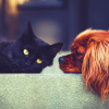 rete-del-dono-crowdfunding-animali