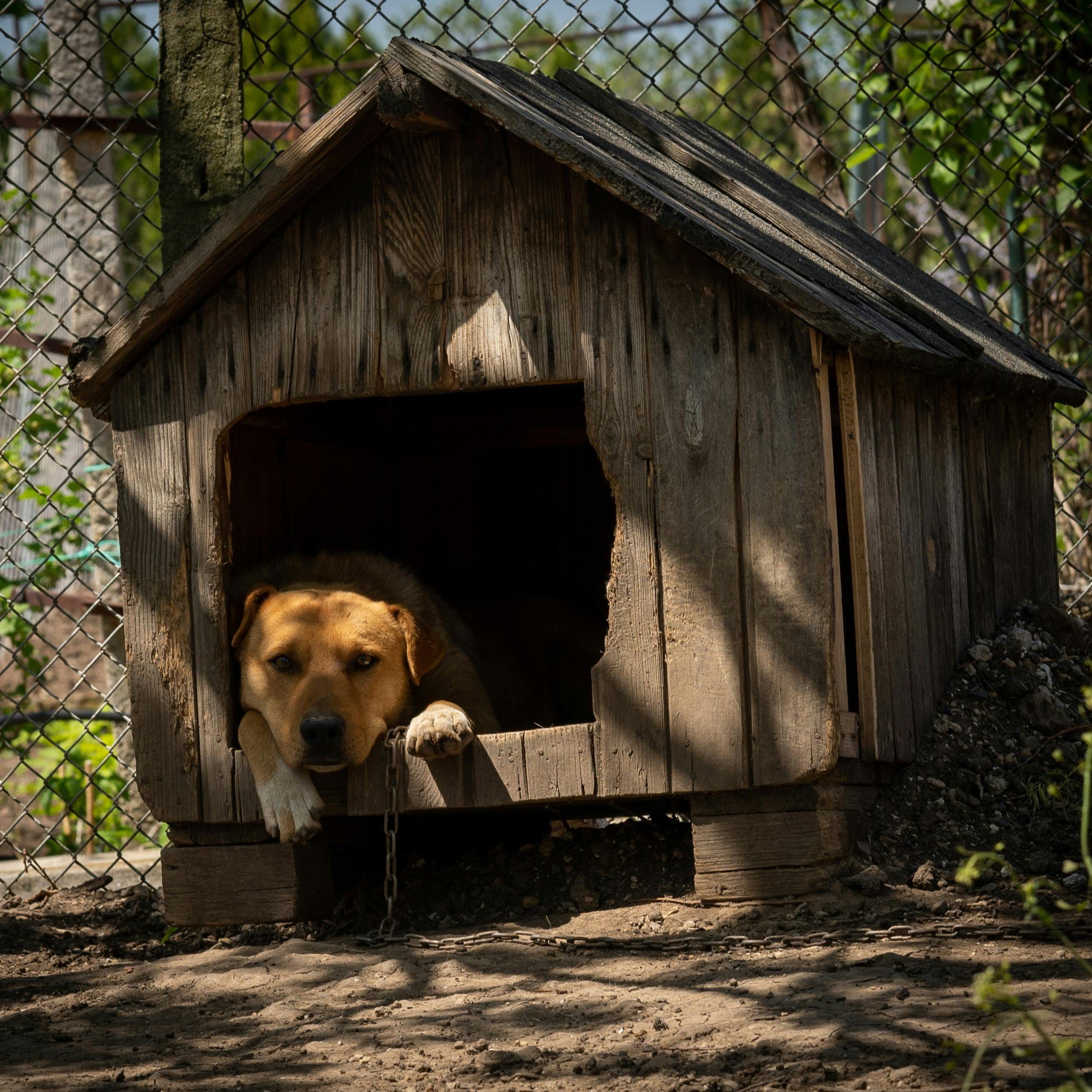 Le associazioni che si occupano di animali - Rete del Dono Magazine