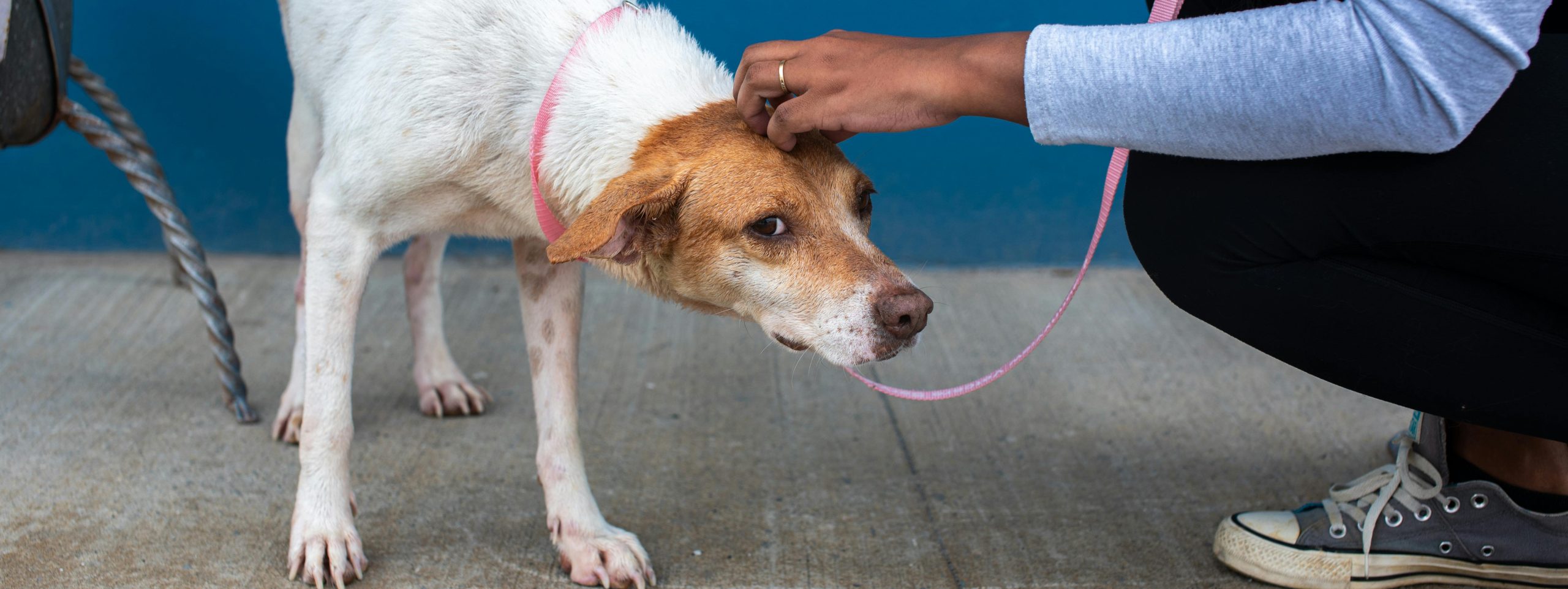 Adottare un cane: scopri come e dove