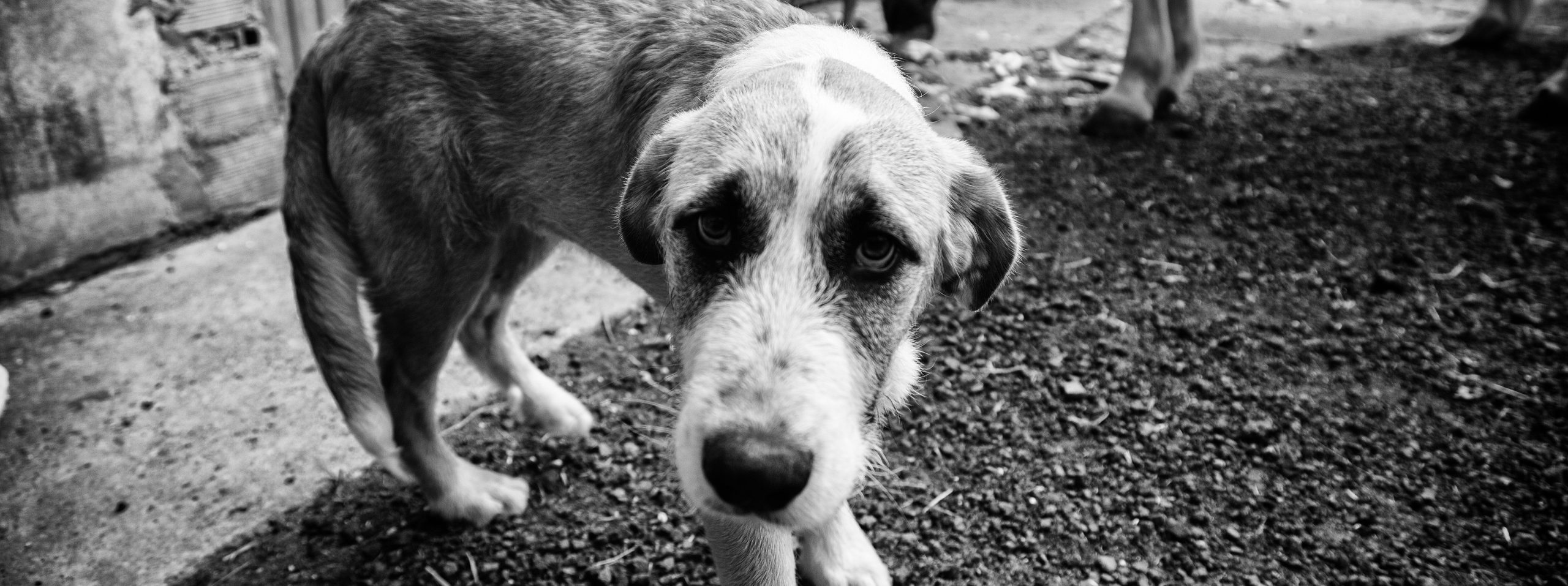 Animali maltrattati: cosa fare, come segnalare e adottare