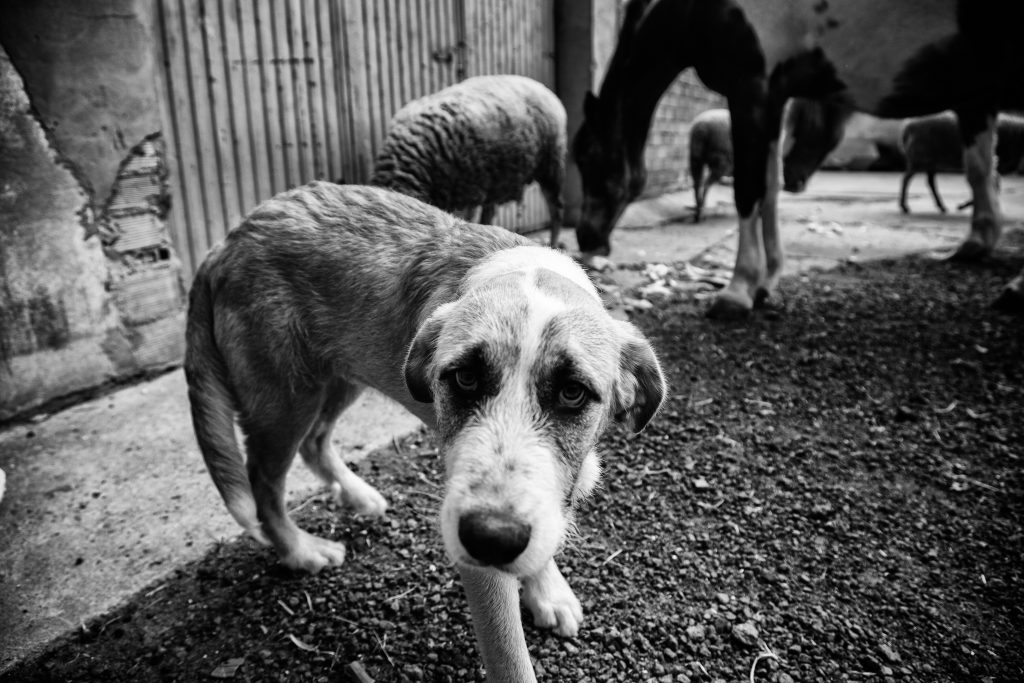 Scopri come segnalare casi di animali maltrattati, quali specie sono più a rischio, il ruolo delle associazioni, maltrattamenti al circo e negli zoo. Dati aggiornati e strumenti pratici.