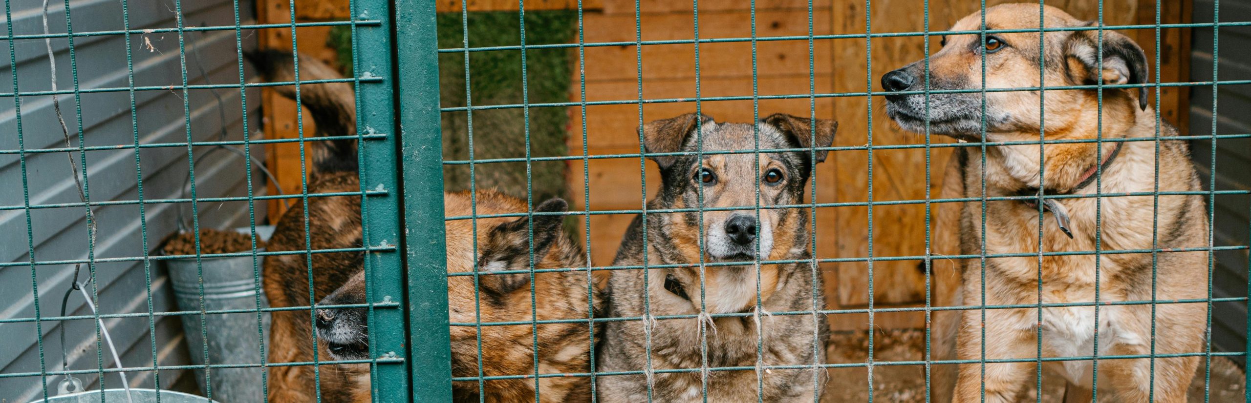 Cani maltrattati: cosa fare, come riconoscerli e aiutarli