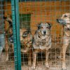 Cani maltrattati: cosa fare, come aiutare, riconoscere i segnali e intervenire nel rispetto della legge. Guida pratica con dati e riferimenti.