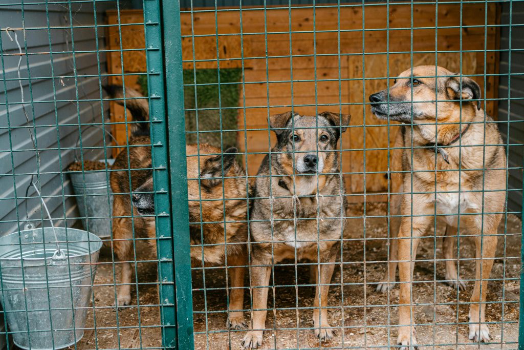 Cani maltrattati: cosa fare, come aiutare, riconoscere i segnali e intervenire nel rispetto della legge. Guida pratica con dati e riferimenti.