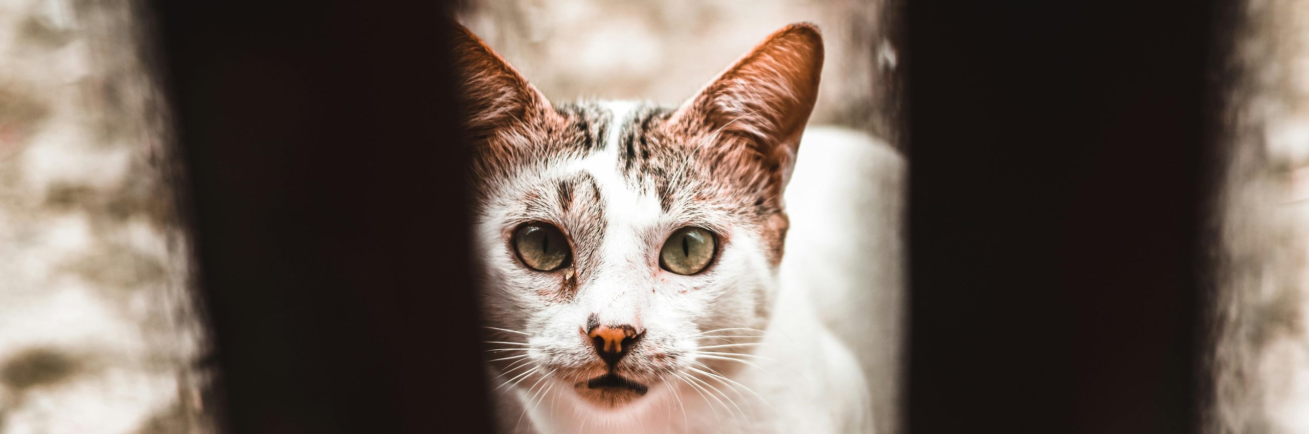 Gatti maltrattati: cosa fare e a chi rivolgersi