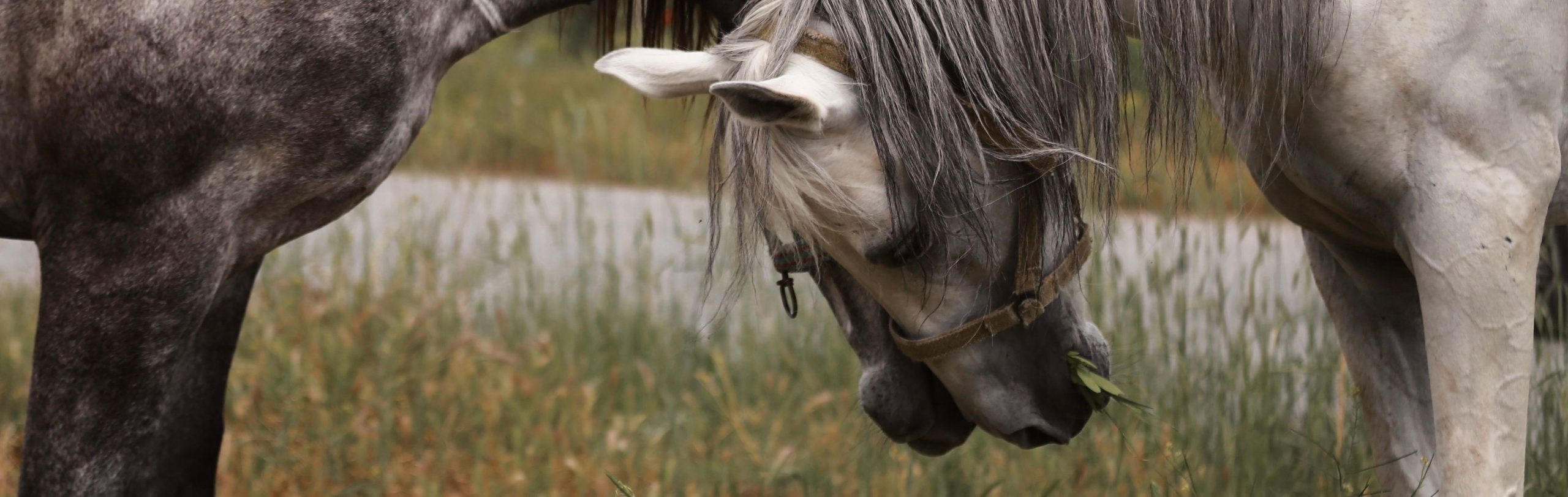 Cavalli maltrattati: come riconoscerli, cosa fare e come aiutarli